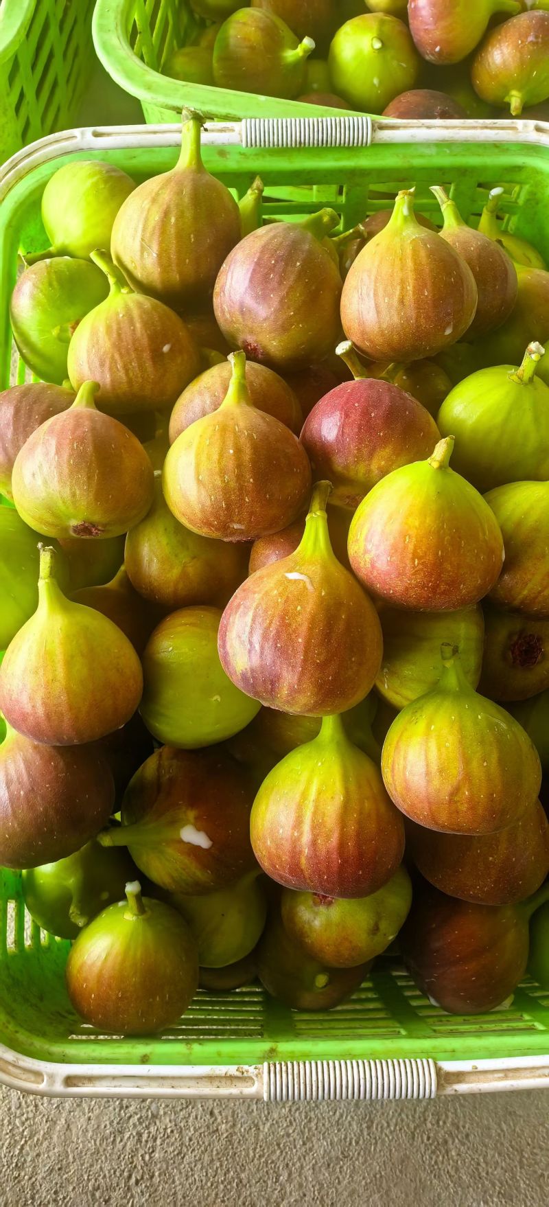 昆明東川無花果產地代發