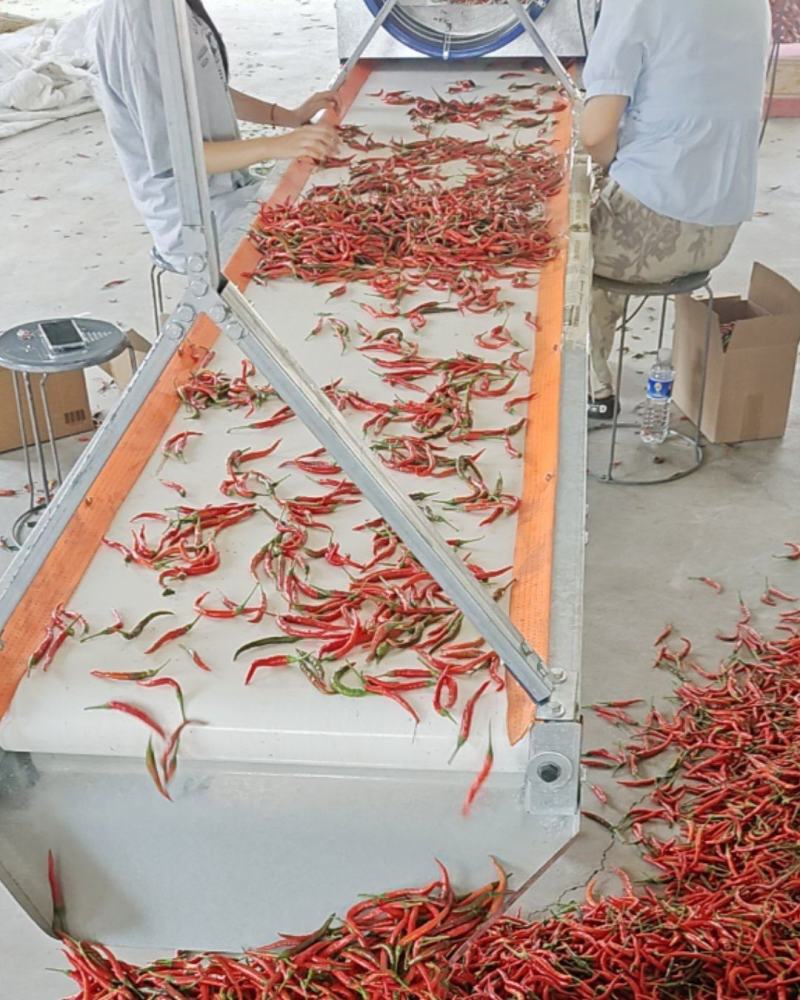 河南小米椒专业代收