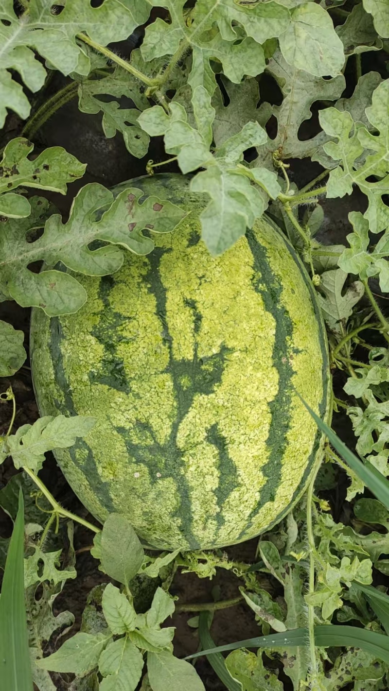 大量批发内蒙赤峰西瓜