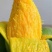 百色芒果