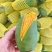 百色芒果