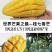 百色芒果