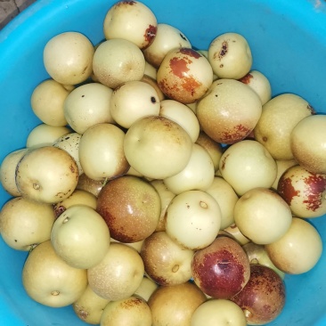 陕西大荔冬枣