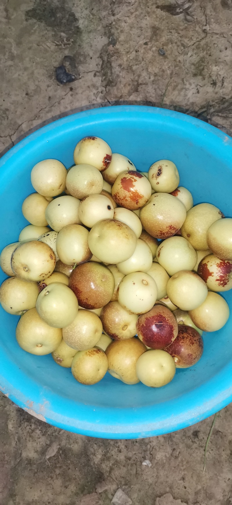 陕西大荔冬枣