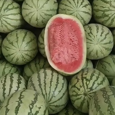 中卫硒砂瓜