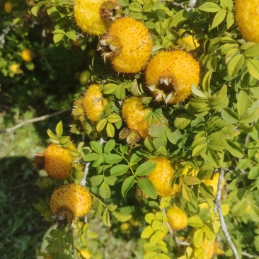 鲜刺梨