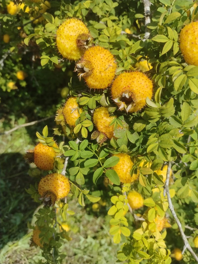 鲜刺梨