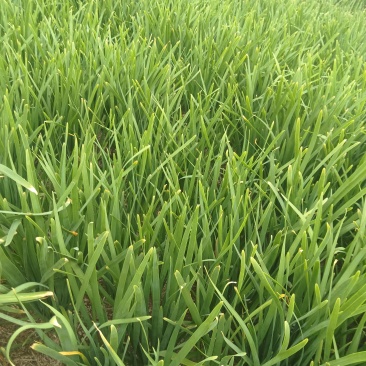邯郸市临漳县明月疏菜市场