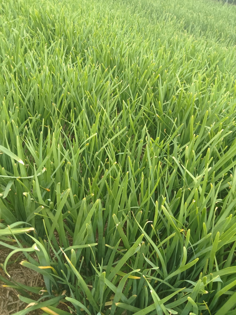 邯郸市临漳县明月疏菜市场