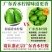 广东香水柠檬新鲜采摘奶茶店**