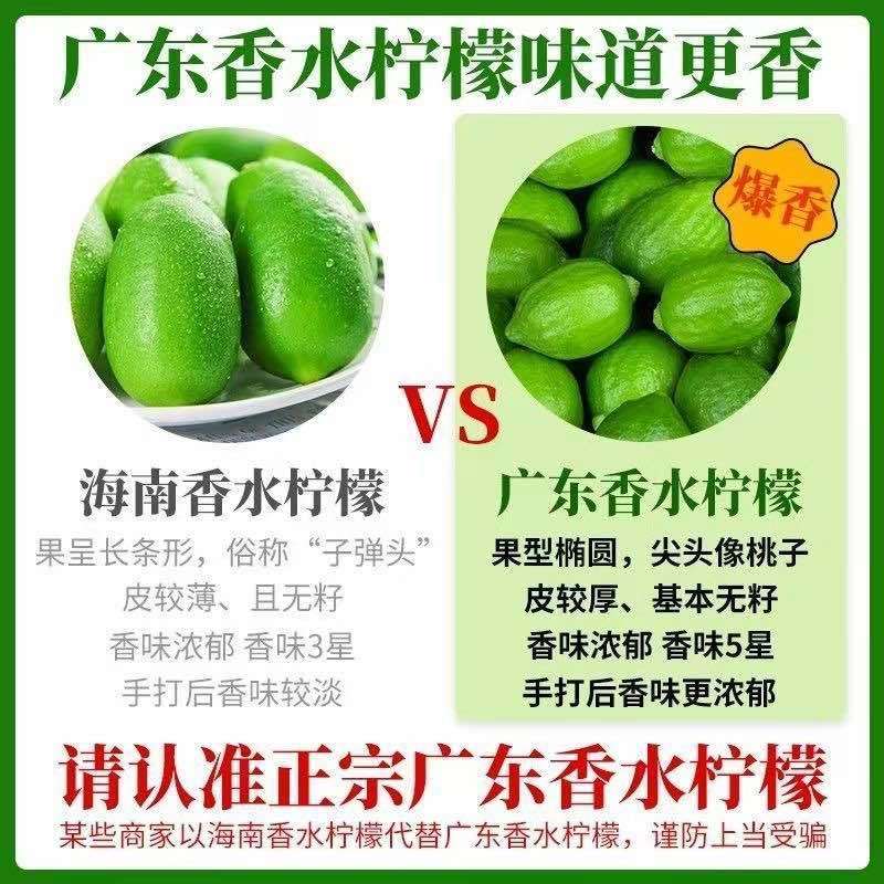 广东香水柠檬新鲜采摘奶茶店**