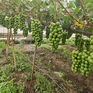 阳光玫瑰大量工厂货渠道货。市场货