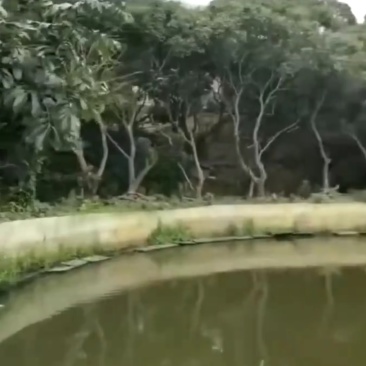 清溪铁松鱼塘出租：总面积约8亩；大鱼塘约4亩；小鱼塘约1