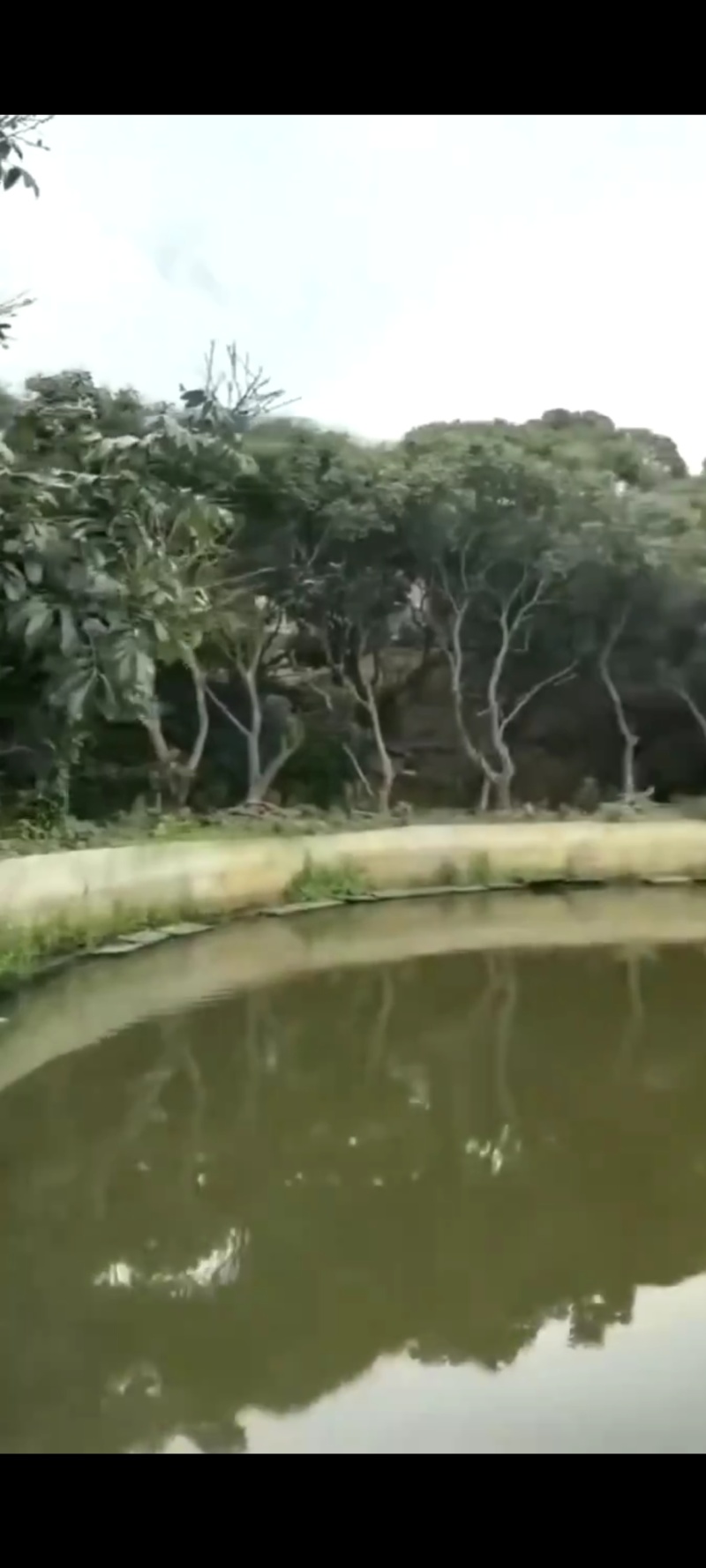 清溪铁松鱼塘出租：总面积约8亩；大鱼塘约4亩；小鱼塘约1