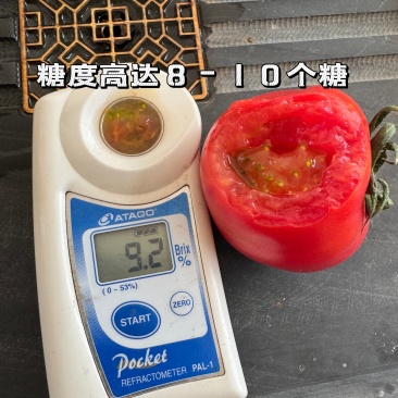 草莓番茄高糖番茄