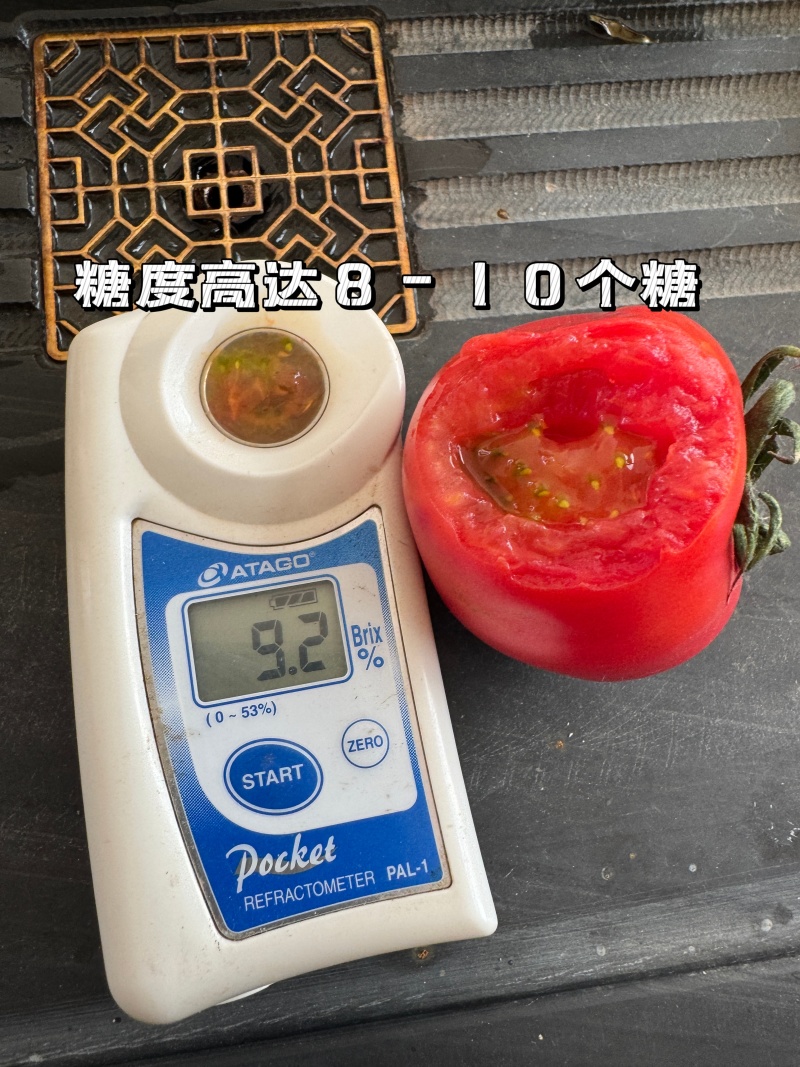 草莓番茄高糖番茄