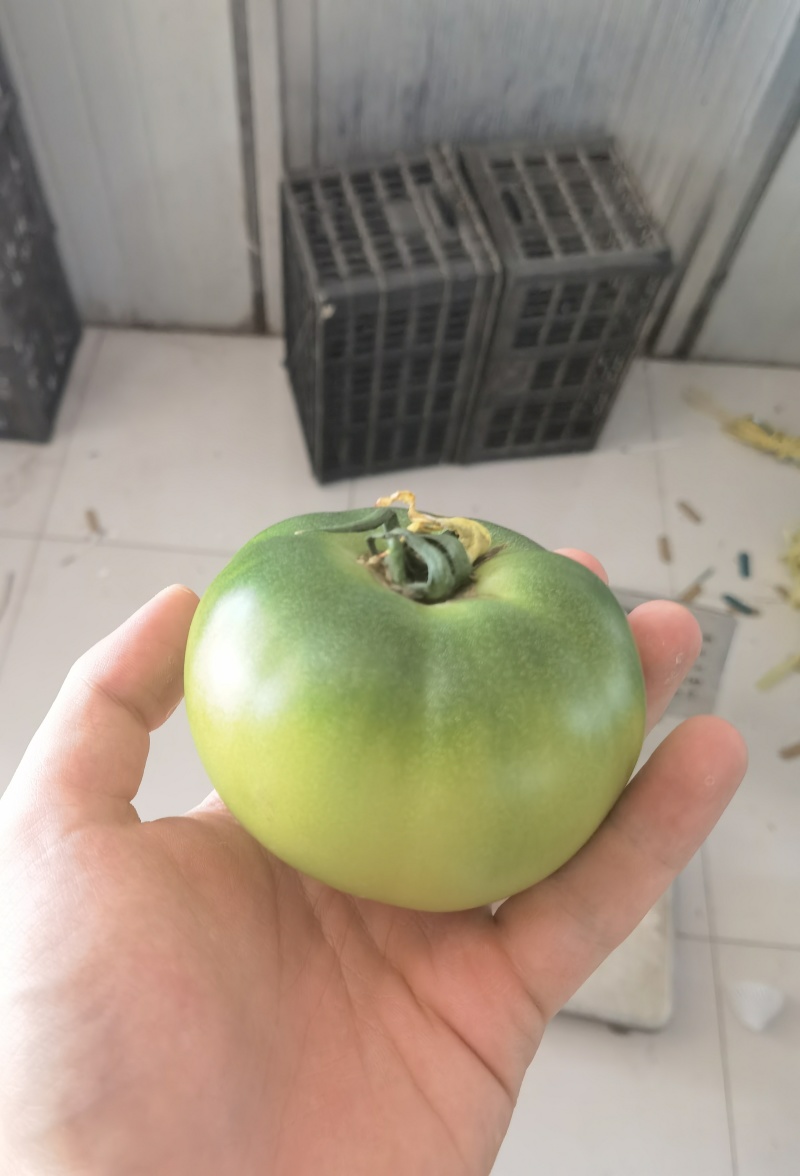 草莓番茄高糖番茄