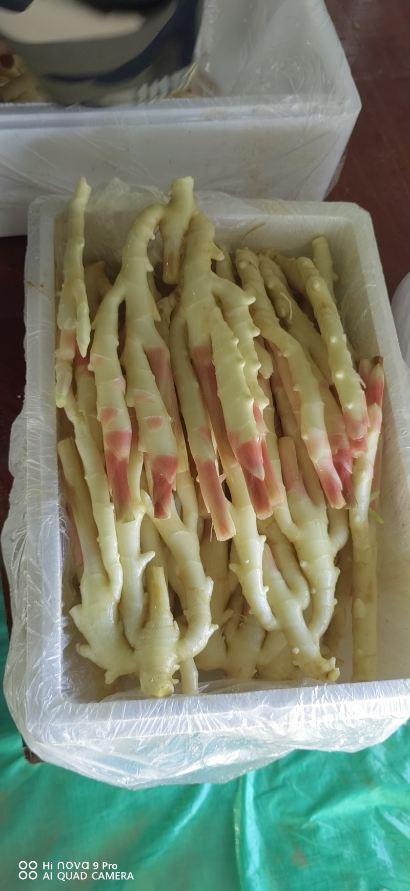 生姜，黄姜，白姜