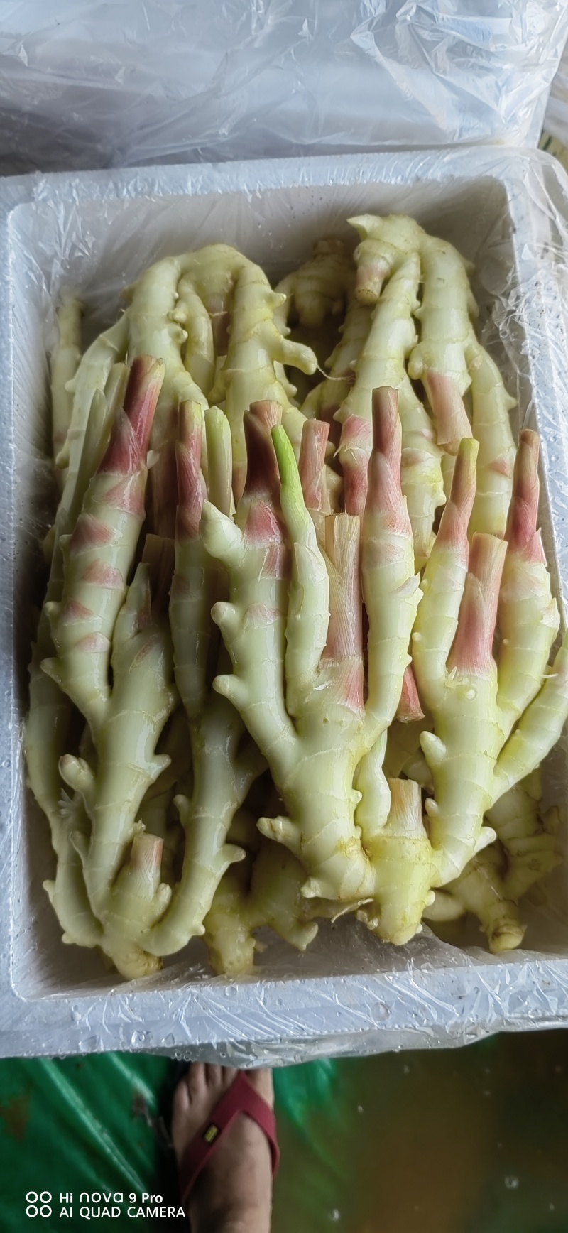 生姜，黄姜，白姜