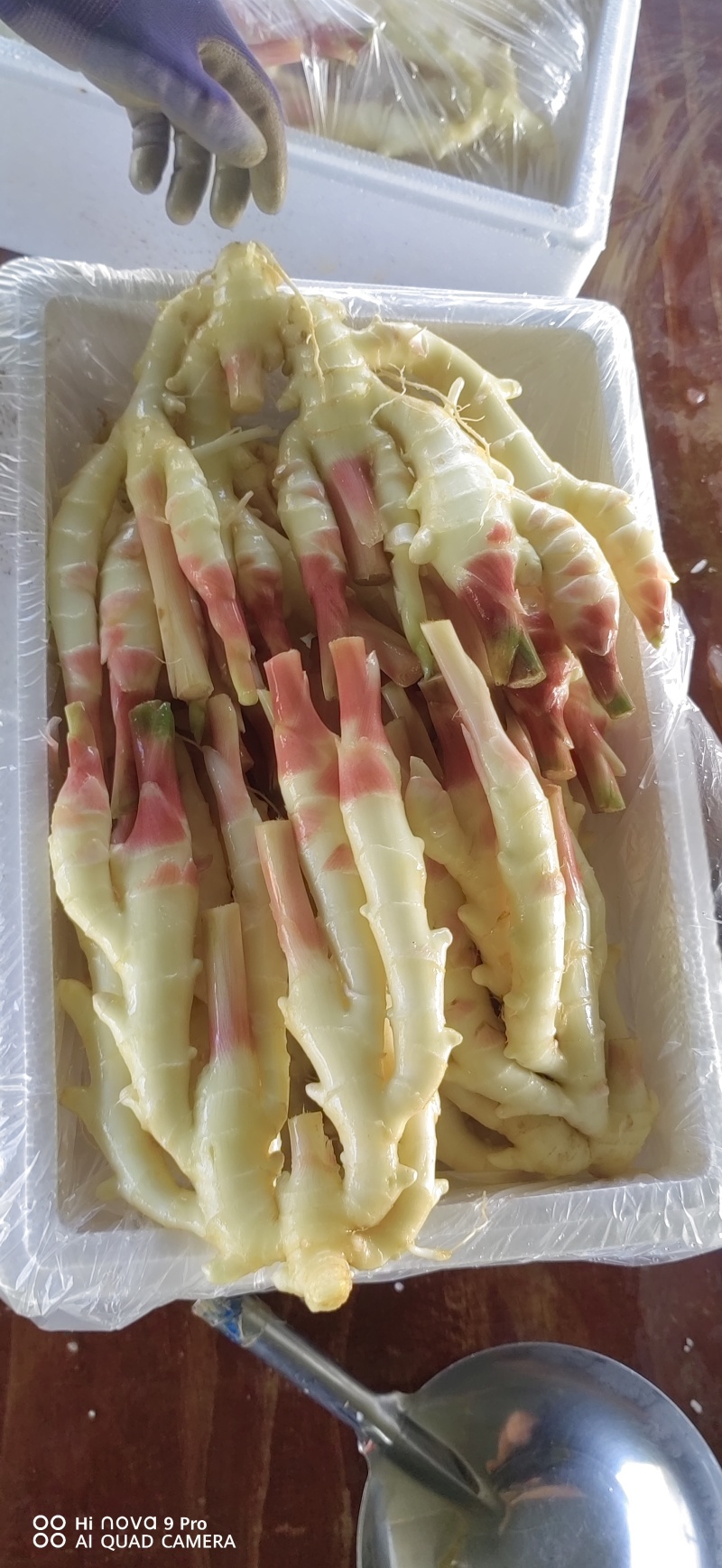 生姜，黄姜，白姜