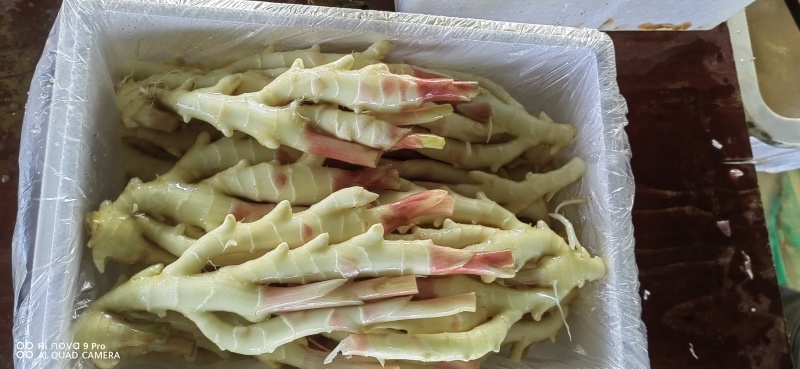 生姜，黄姜，白姜