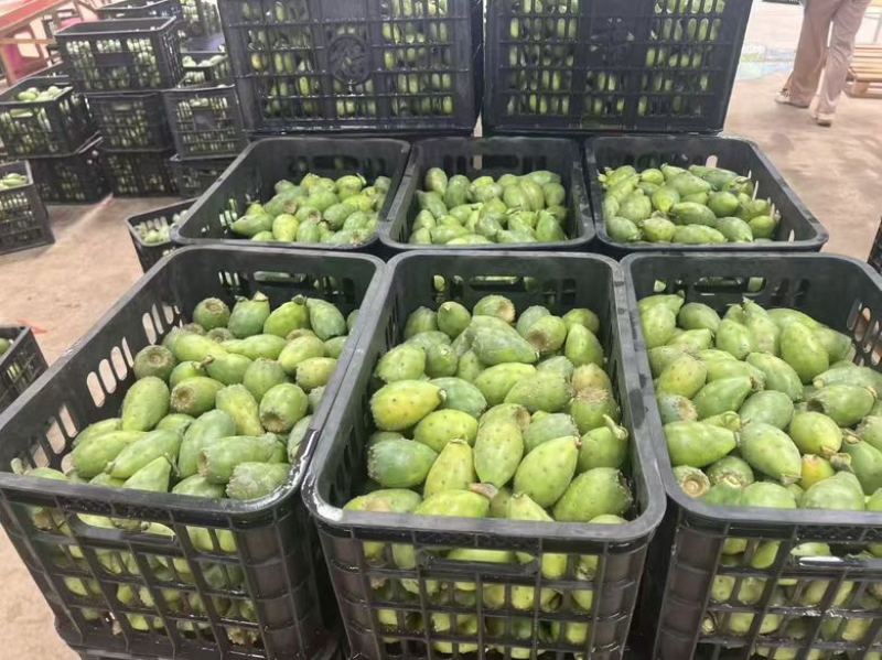 仙人掌果