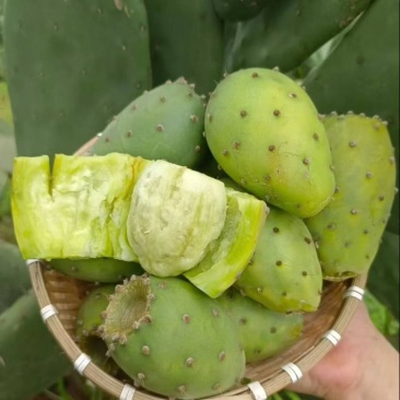 仙人掌果