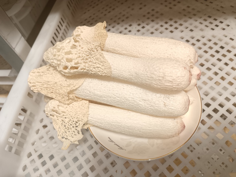 红托竹荪干品