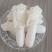 产地直发红托竹荪鲜品