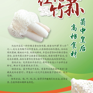 产地直发红托竹荪鲜品