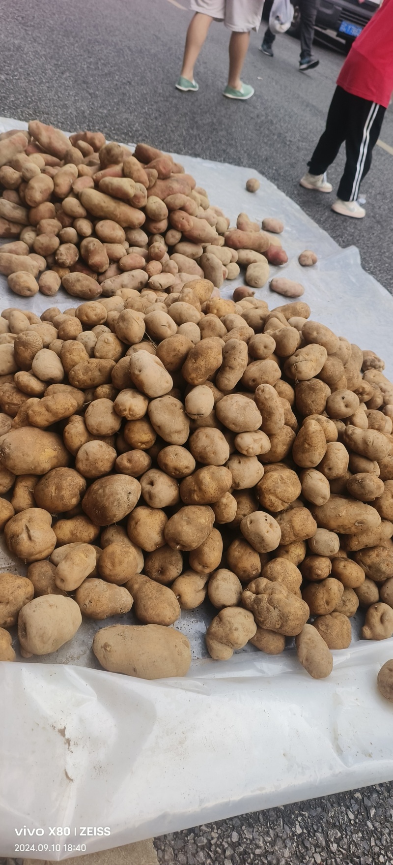 大关高山土豆，好吃不贵