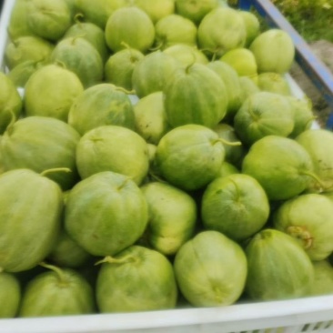 本地头茬绿宝甜瓜，香甜可口
