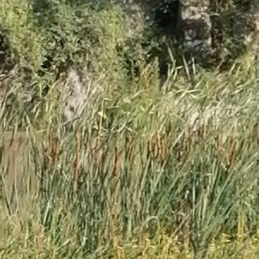耀州野生蒲草棒
