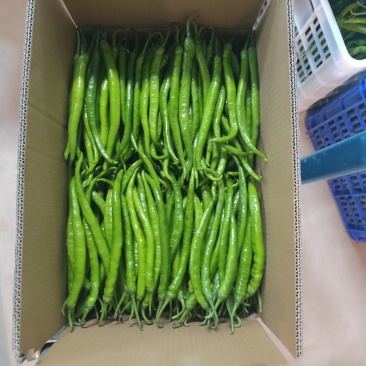 辣椒（线椒）