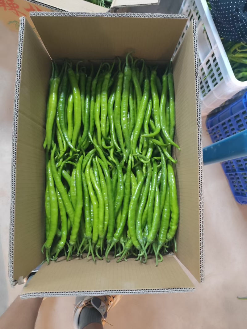辣椒（线椒）
