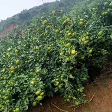云南早熟蜜橘