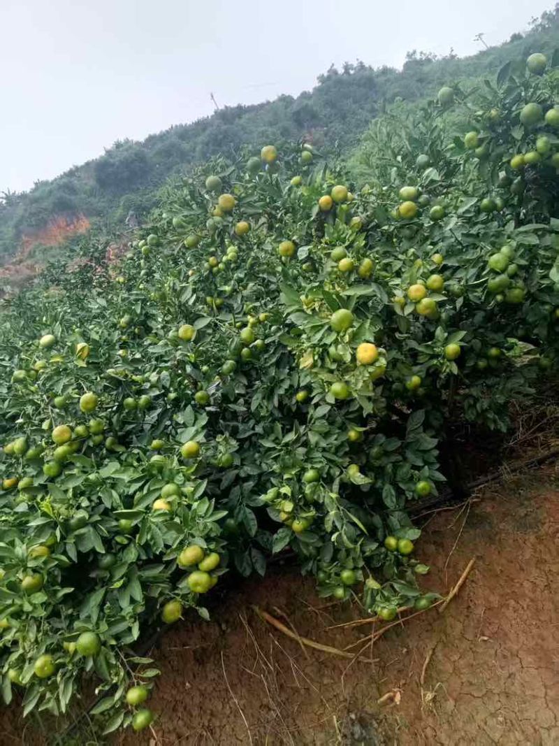 云南早熟蜜橘