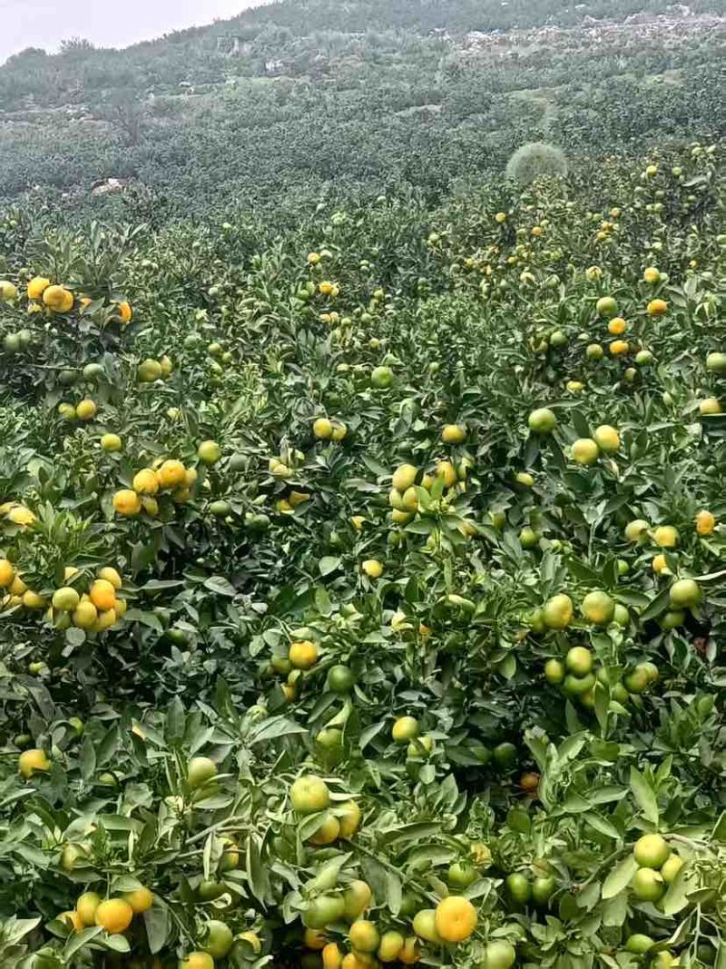 云南早熟蜜橘