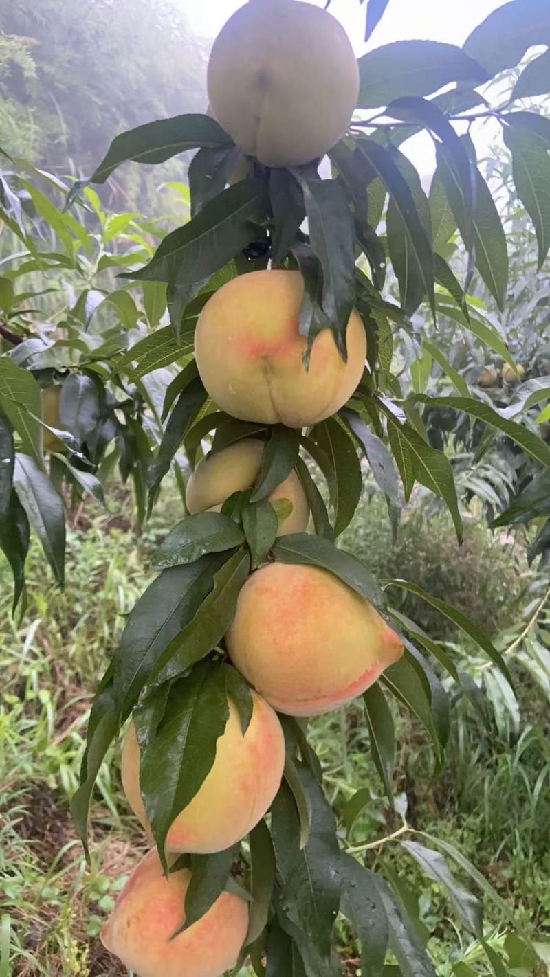 黄桃