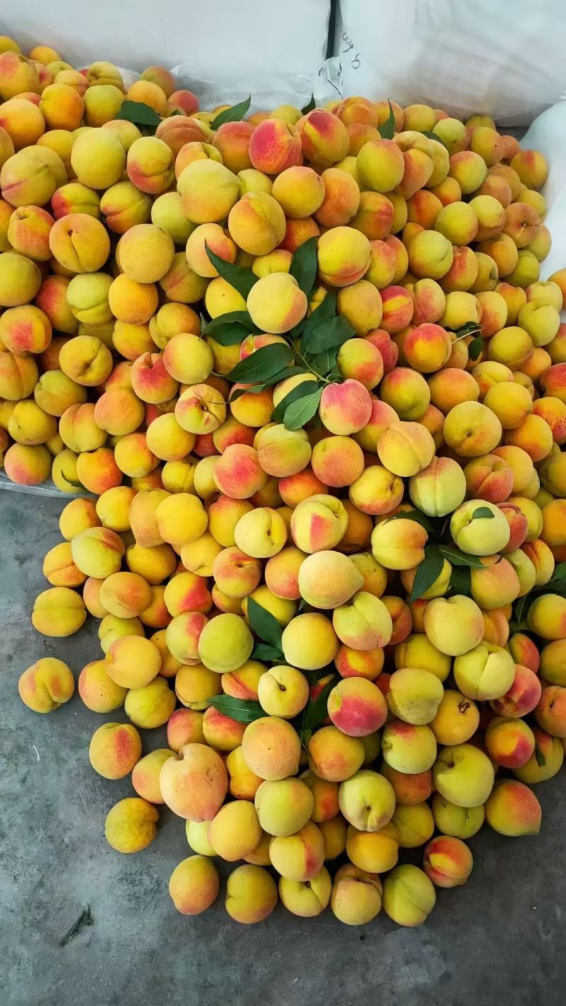 黄桃
