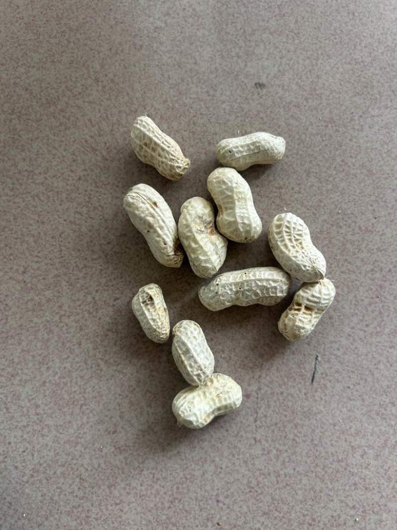 鲜花生，精品洗子花生