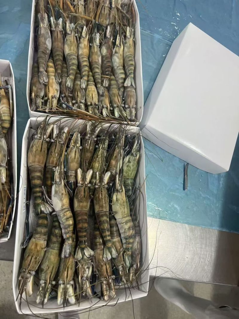 生冻罗氏虾现货净重800g一盒，规格都有