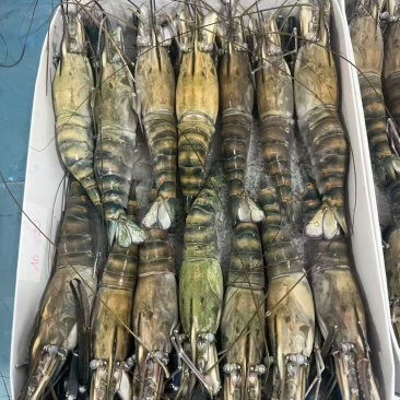 生冻罗氏虾现货净重800g一盒，规格都有
