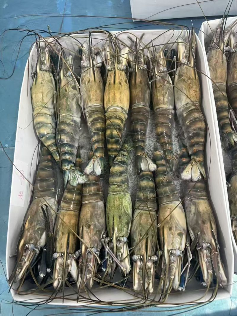 生冻罗氏虾现货净重800g一盒，规格都有