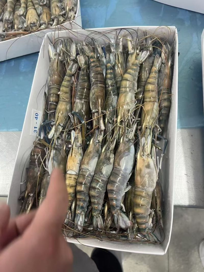 生冻罗氏虾现货净重800g一盒，规格都有