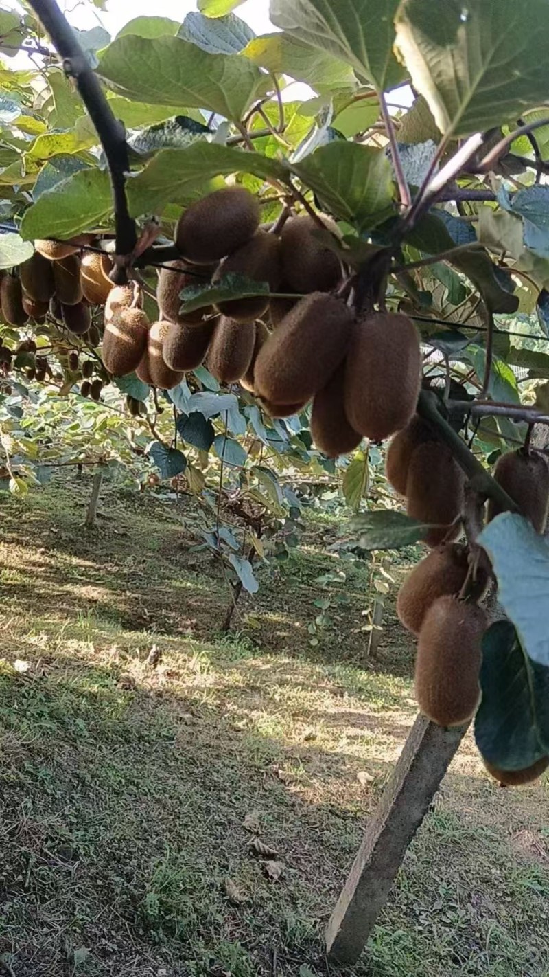 修文猕猴桃，需要的可以联系了