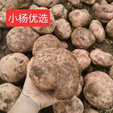 云南省东川区正宗开花洋芋