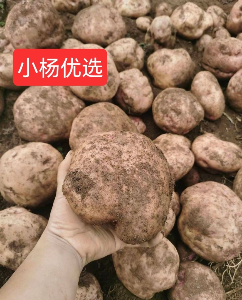 云南省东川区正宗开花洋芋
