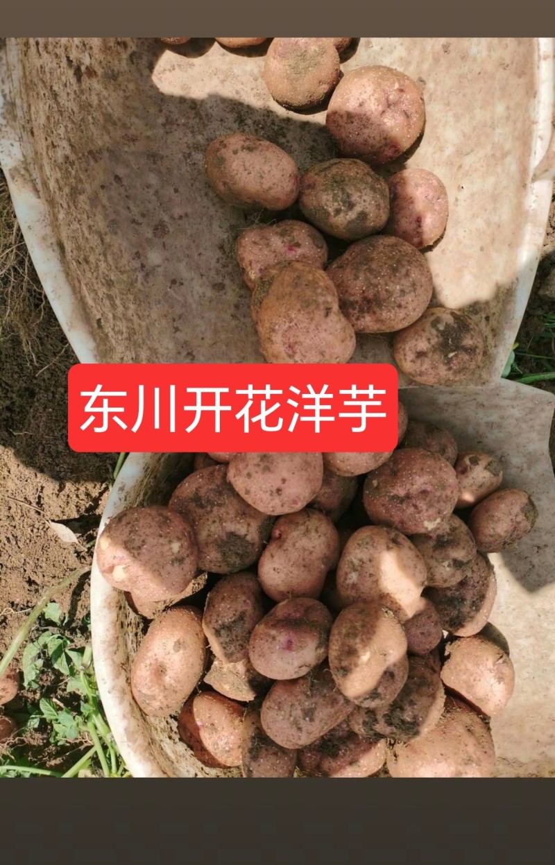云南省东川区正宗开花洋芋