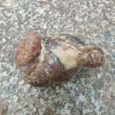 安徽鸡宝
